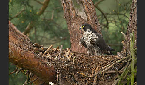 Wanderfalke (Falco peregrinus)