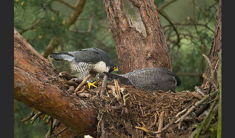 Wanderfalke (Falco peregrinus)