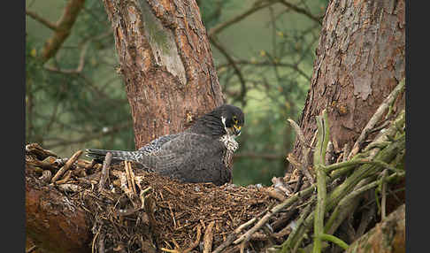 Wanderfalke (Falco peregrinus)