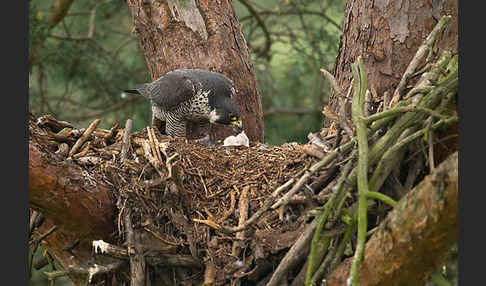 Wanderfalke (Falco peregrinus)