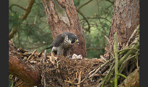 Wanderfalke (Falco peregrinus)