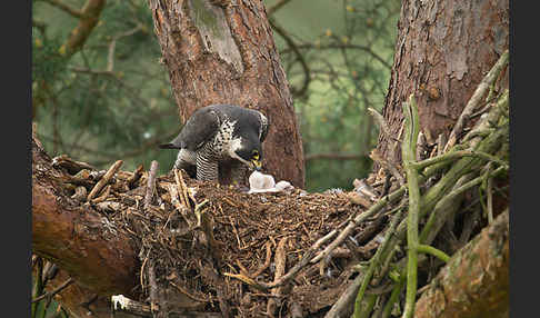 Wanderfalke (Falco peregrinus)