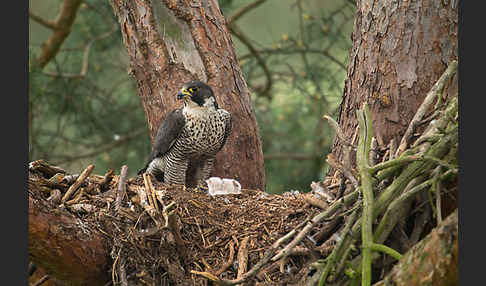 Wanderfalke (Falco peregrinus)