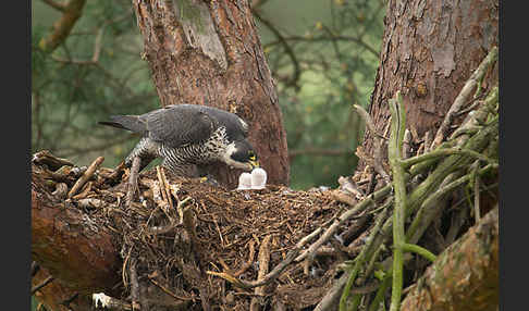 Wanderfalke (Falco peregrinus)