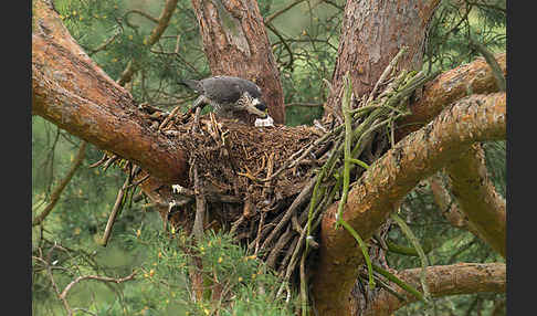 Wanderfalke (Falco peregrinus)