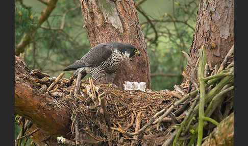 Wanderfalke (Falco peregrinus)