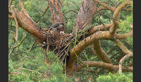 Wanderfalke (Falco peregrinus)