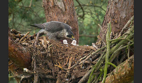 Wanderfalke (Falco peregrinus)