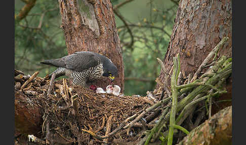 Wanderfalke (Falco peregrinus)