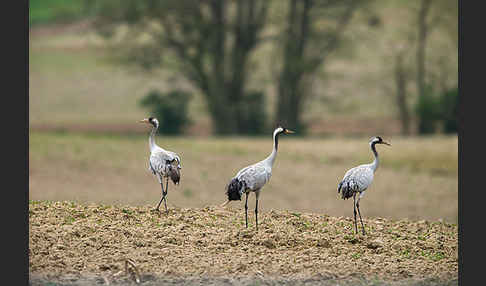 Kranich (Grus grus)