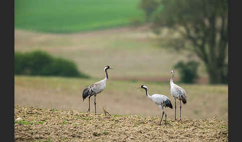 Kranich (Grus grus)