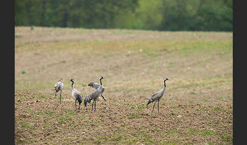 Kranich (Grus grus)