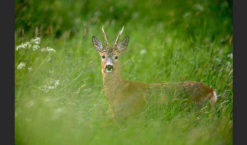 Rehwild (Capreolus capreolus)