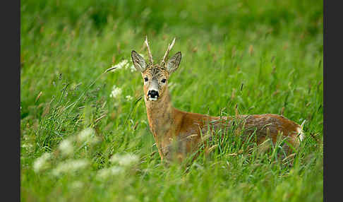 Rehwild (Capreolus capreolus)