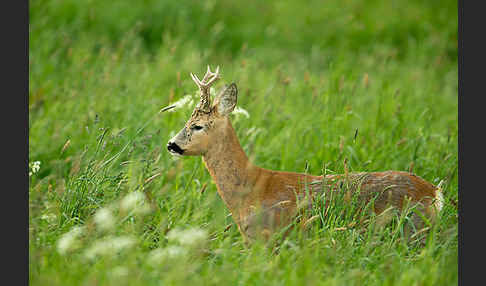 Rehwild (Capreolus capreolus)