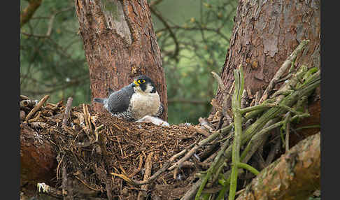 Wanderfalke (Falco peregrinus)