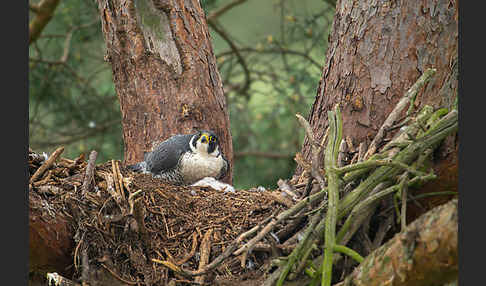 Wanderfalke (Falco peregrinus)