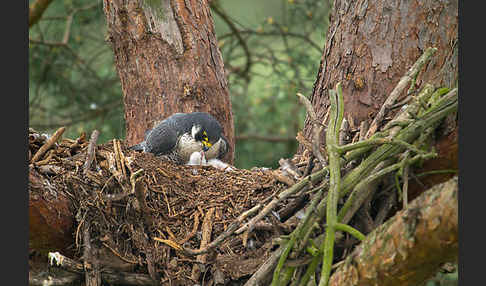 Wanderfalke (Falco peregrinus)