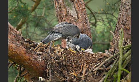 Wanderfalke (Falco peregrinus)