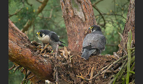 Wanderfalke (Falco peregrinus)