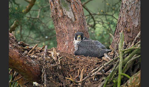 Wanderfalke (Falco peregrinus)