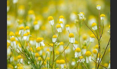 Echte Kamille (Matricaria recutita)