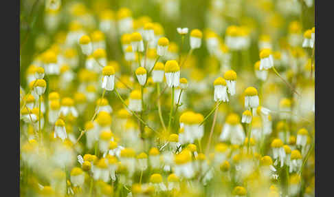 Echte Kamille (Matricaria recutita)