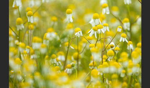 Echte Kamille (Matricaria recutita)