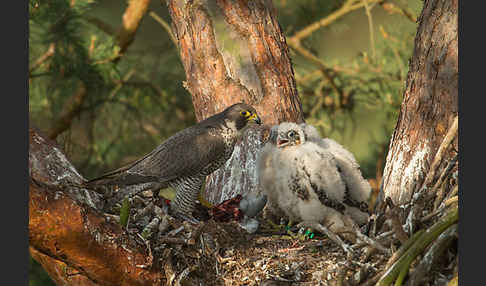 Wanderfalke (Falco peregrinus)