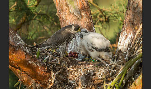 Wanderfalke (Falco peregrinus)