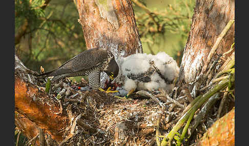 Wanderfalke (Falco peregrinus)