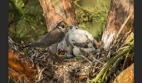 Wanderfalke (Falco peregrinus)