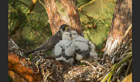 Wanderfalke (Falco peregrinus)