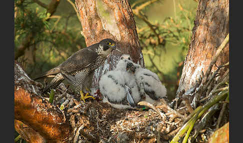 Wanderfalke (Falco peregrinus)