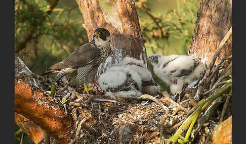 Wanderfalke (Falco peregrinus)