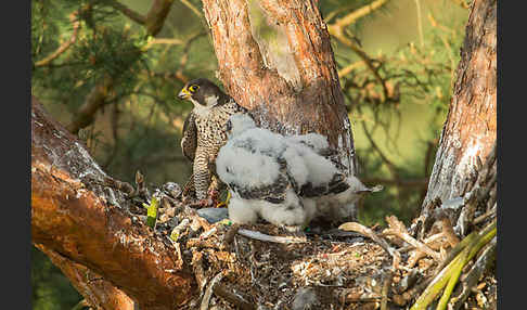 Wanderfalke (Falco peregrinus)