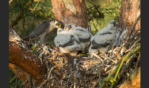 Wanderfalke (Falco peregrinus)