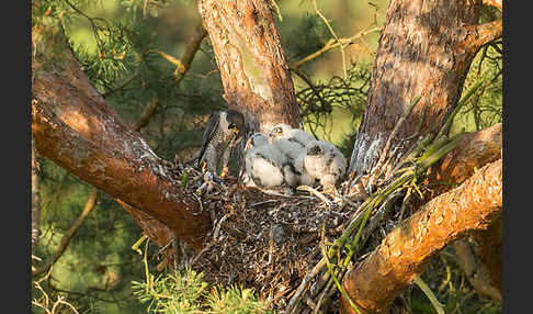 Wanderfalke (Falco peregrinus)