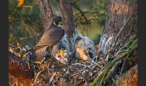 Wanderfalke (Falco peregrinus)