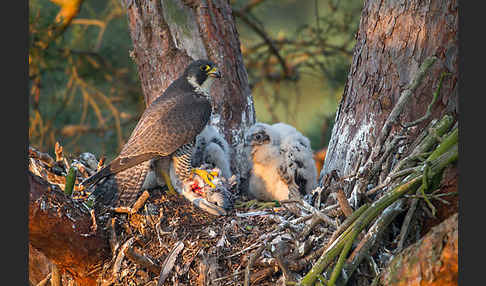 Wanderfalke (Falco peregrinus)