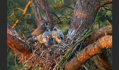 Wanderfalke (Falco peregrinus)