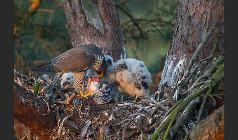 Wanderfalke (Falco peregrinus)