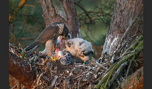 Wanderfalke (Falco peregrinus)