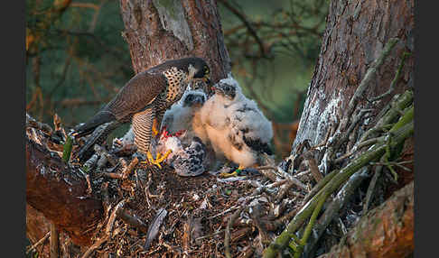 Wanderfalke (Falco peregrinus)