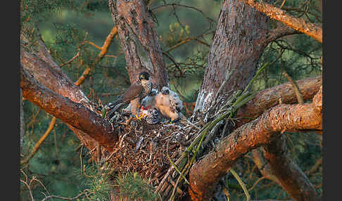 Wanderfalke (Falco peregrinus)