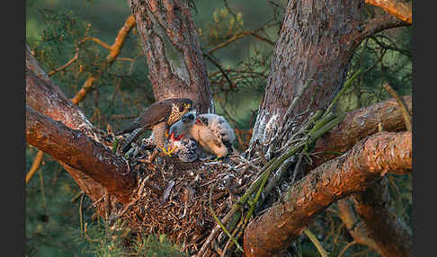 Wanderfalke (Falco peregrinus)