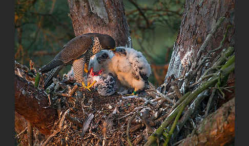 Wanderfalke (Falco peregrinus)