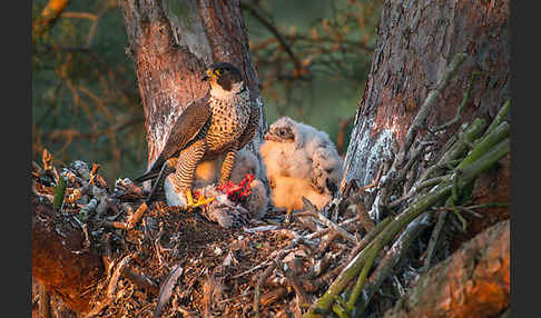 Wanderfalke (Falco peregrinus)