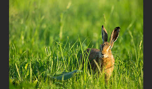 Feldhase (Lepus europaeus)