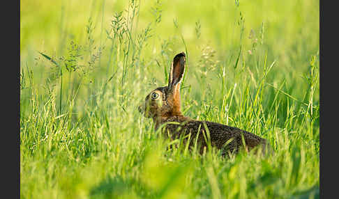 Feldhase (Lepus europaeus)